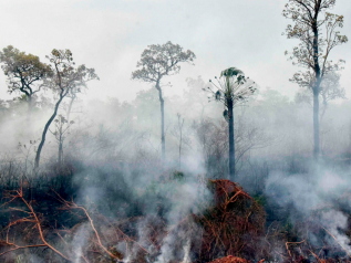 Non solo Brasile. Incendi foreste: in Bolivia morti 2,3 mln di animali