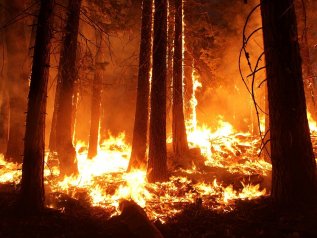 2019: anno di fuoco per le foreste