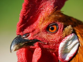 Influenza aviaria, perché non vacciniamo gli uccelli anziché noi umani?