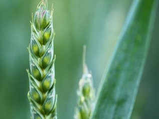 Rinnovato l’accordo sul grano