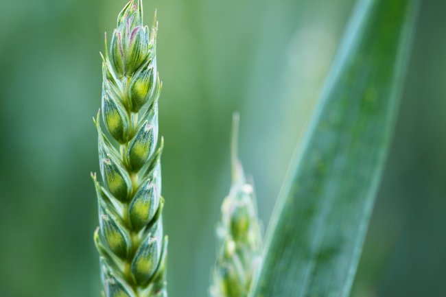 Rinnovato l’accordo sul grano
