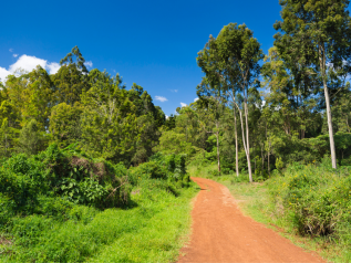 Nairobi ci ripensa e dice addio al divieto di disboscamento