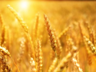 Mancato rinnovo dell’accordo sul grano. E a pagare è ancora l’Africa