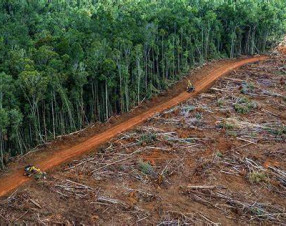 8 banche all’attacco dell’Amazzonia