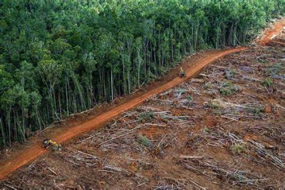 8 banche all’attacco dell’Amazzonia