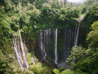 Alcune tra le foreste con il più alto grado di biodiversità del mondo distr