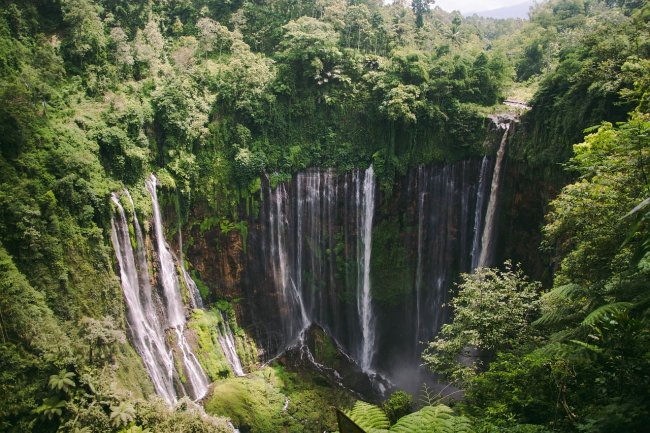 Alcune tra le foreste con il più alto grado di biodiversità del mondo distr