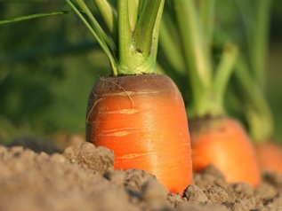 Ecco come si formano i prezzi agricoli a livello globale