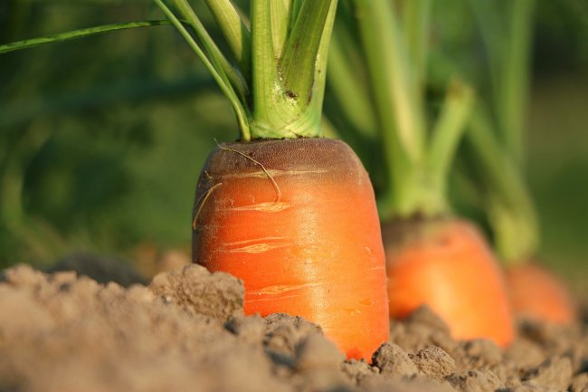 Ecco come si formano i prezzi agricoli a livello globale