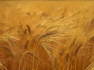 La Commissione lancia i dazi sui cereali da Russia e Bielorussia