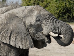 Il Botswana potrebbe inviare 20.000 elefanti in Germania