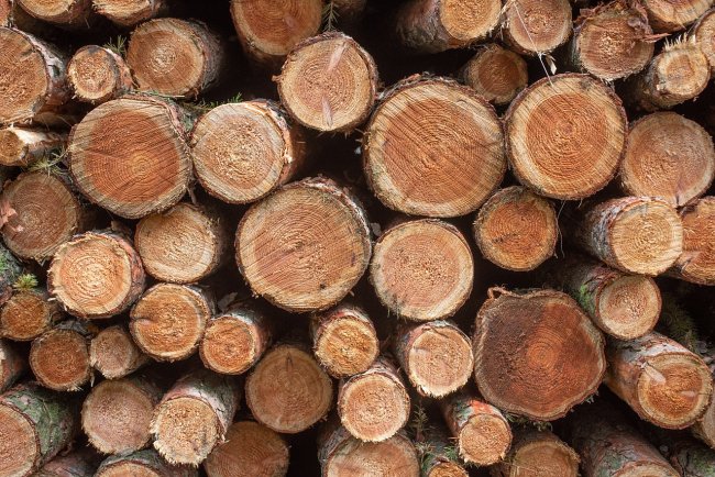 Deforestazione, due passi avanti e due passi indietro