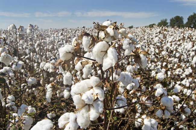 L’accusa contro Zara e H&M: cotone certificato, ma frutto di deforestazione