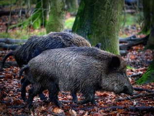 La peste suina assedia il prosciutto di Parma