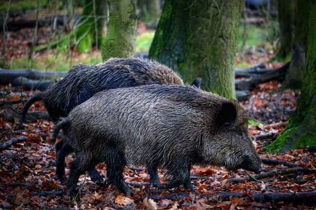 La peste suina assedia il prosciutto di Parma