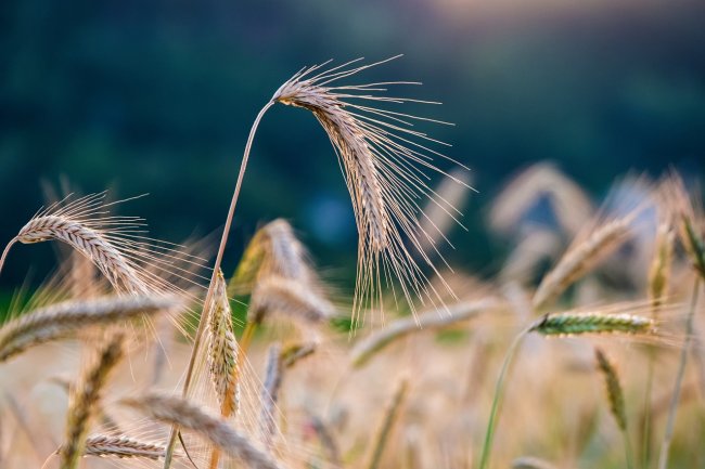 Aumenta il grano russo importato in Italia