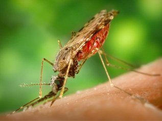 La lotta alla malaria vale oltre 140 miliardi di dollari di Pil