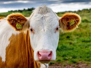 Varata la prima tassa mondiale sulle emissioni di carbonio in agricoltura