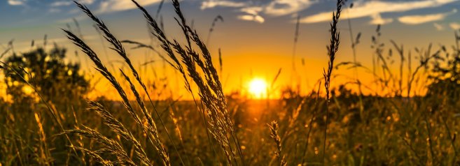 L’agricoltura si fa tech: contadini-robot, raggi laser e meno diserbanti