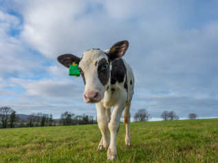 È nata Hilda: la mucca che non inquina