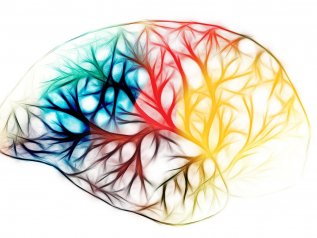 Un cucchiaino di microplastiche nel cervello umano