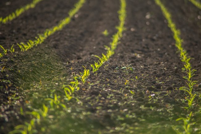 Quando i terreni agricoli diventano un investimento finanziario