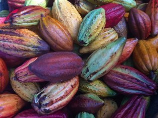 L’oro spinge in alto il prezzo del cacao