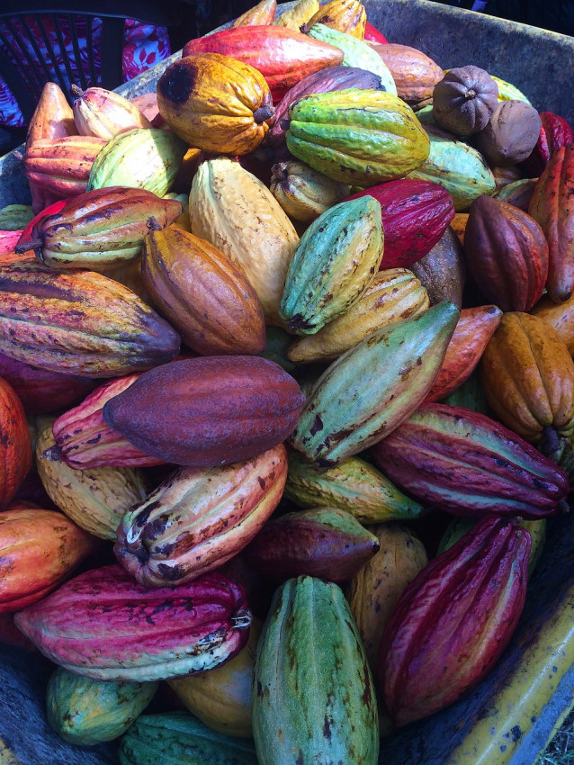 L’oro spinge in alto il prezzo del cacao