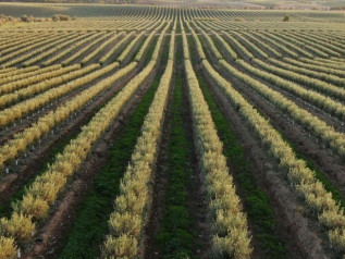 L’industria dell’olio d’oliva sta devastando l’Alentejo