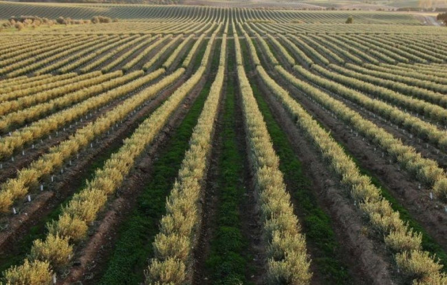 L’industria dell’olio d’oliva sta devastando l’Alentejo