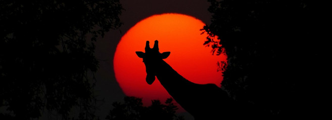 Riparazioni inverse: il paradosso dello Zimbabwe