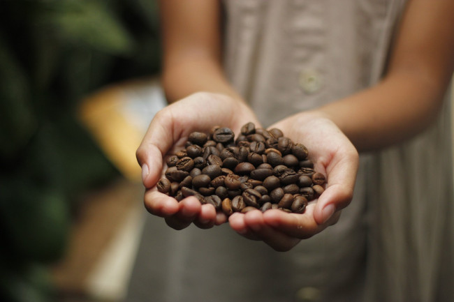 Crisi climatica e caffè: la doppia faccia dell’oro nero