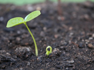 I contadini senza terra che ribaltano la teoria dei diritti di proprietà