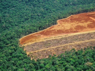 Borse di lusso e deforestazione : il lato oscuro della pelle brasiliana