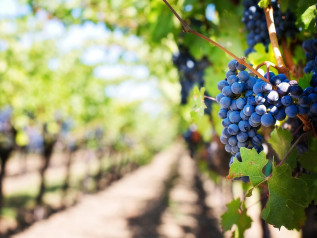 Ecco come i fondi europei sono finiti nei vigneti russi in Toscana