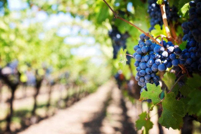 Ecco come i fondi europei sono finiti nei vigneti russi in Toscana