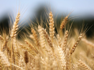 Il mondo in un chicco di grano