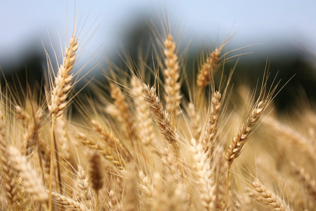 Il mondo in un chicco di grano