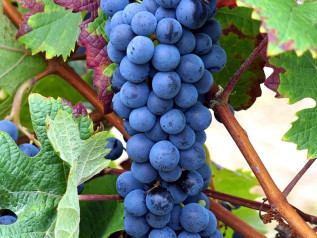 Italia regina del vino: vendemmia 2025 a +8% e qualità da record