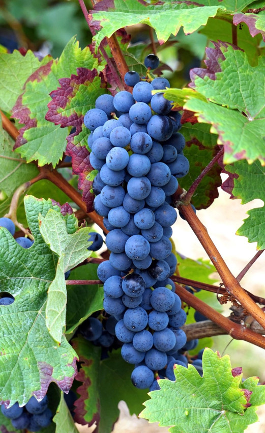 Italia regina del vino: vendemmia 2025 a +8% e qualità da record