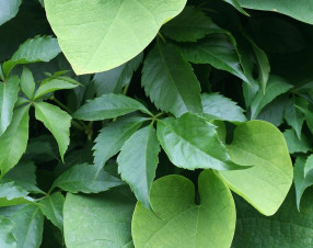 Un business globale della cocaina da oltre 500 miliardi