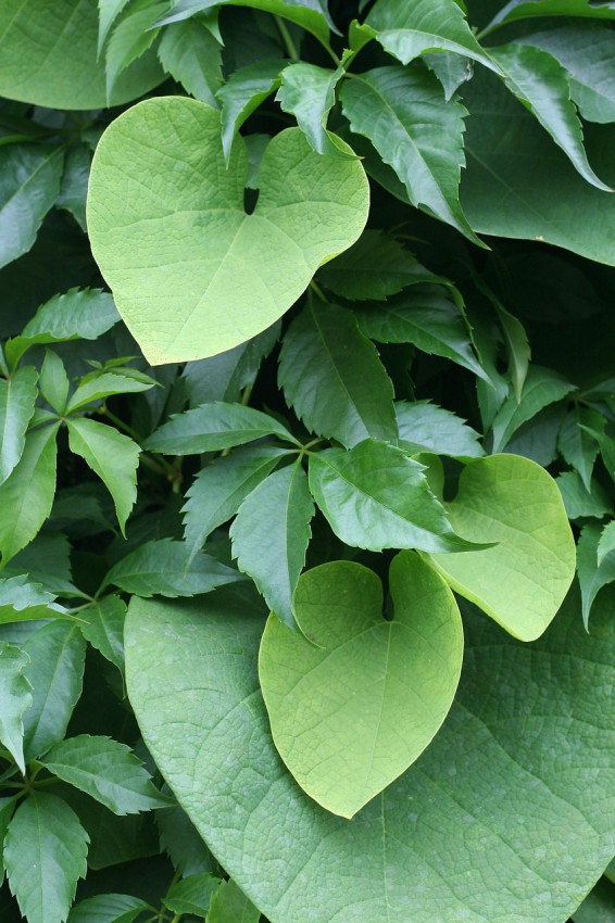 Un business globale della cocaina da oltre 500 miliardi