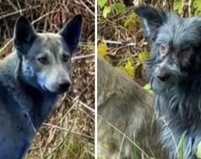 Chernobyl, il mistero dei cani blu: tra scienza, contaminazione e leggenda