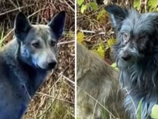 Chernobyl, il mistero dei cani blu: tra scienza, contaminazione e leggenda