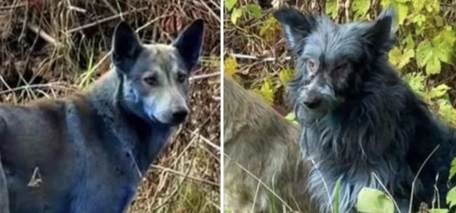 Chernobyl, il mistero dei cani blu: tra scienza, contaminazione e leggenda