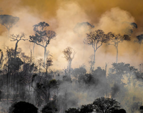La foresta tropicale più grande del mondo è una delle aree più inquinate