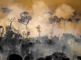 La foresta tropicale più grande del mondo è una delle aree più inquinate