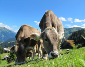 Anche le mucche usano gli utensili