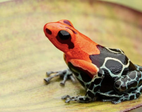 Navalny ucciso con il veleno della “rana freccia”: 5 Paesi europei accusano