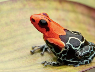 Navalny ucciso con il veleno della “rana freccia”: 5 Paesi europei accusano